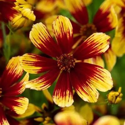 Coreopsis verticillata Bengal Tiger PP235345