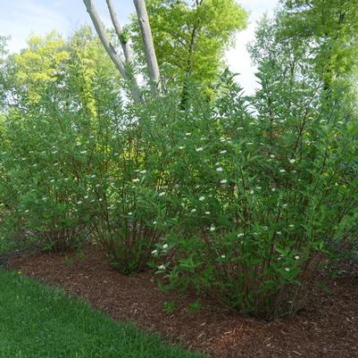 Cornus stolonifera Arctic Fire® Red PP18523