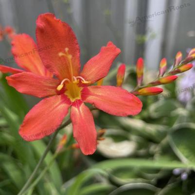 Crocosmia Sharona