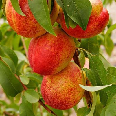 Nectarine Semi-Dwarf Hardired