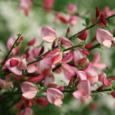 Cytisus scoparius Sister Rosie® PP30176