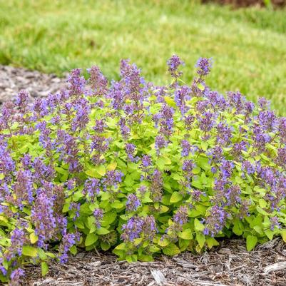 Nepeta Lemon Purrfection PP37243