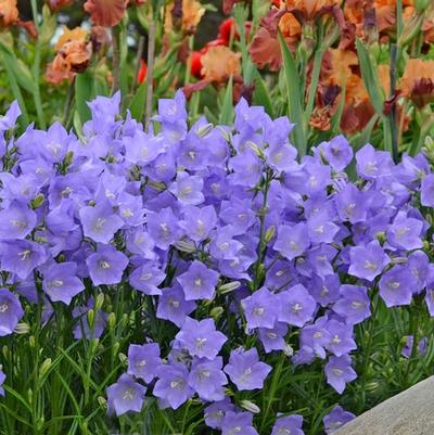 Campanula persicifolia Takion Blue