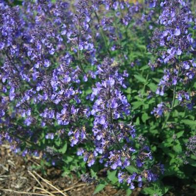 Nepeta x faassenii Junior Walker™ PP23074