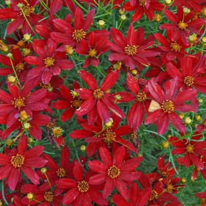Coreopsis Sizzle & Spice® Hot Paprika PP28522