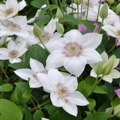 Clematis Corinne