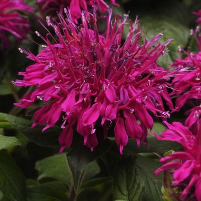 Monarda Balmy™ Purple PP25561