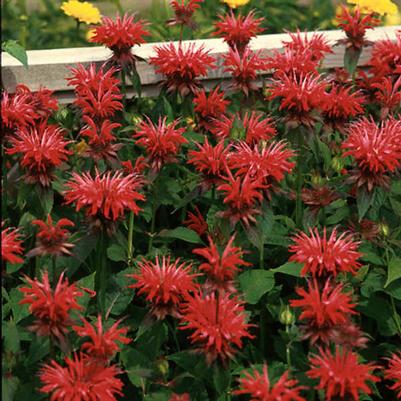 Monarda Gardenview Scarlet