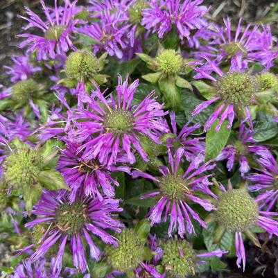 Monarda Leading Lady® Amethyst