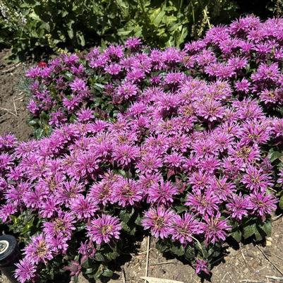 Monarda Leading Lady® Orchid