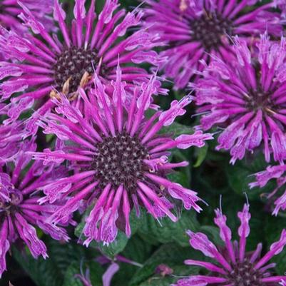 Monarda Leading Lady® Plum