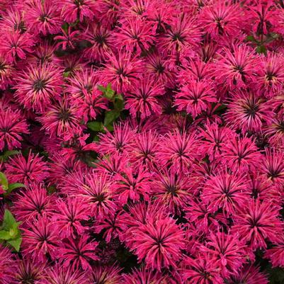 Monarda Leading Lady® Razzberry