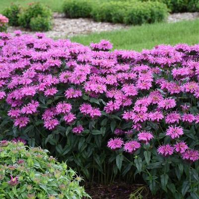 Monarda Upscale® Lavender Taffeta