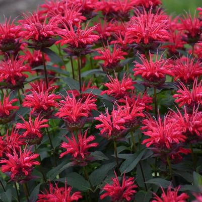 Monarda Upscale® Red Velvet