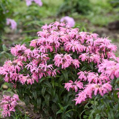 Monarda didyma Electric Neon Coral
