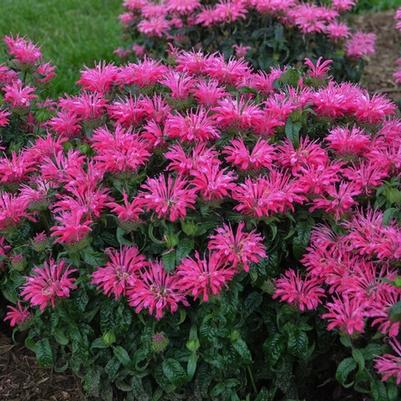 Monarda didyma Electric Neon Pink