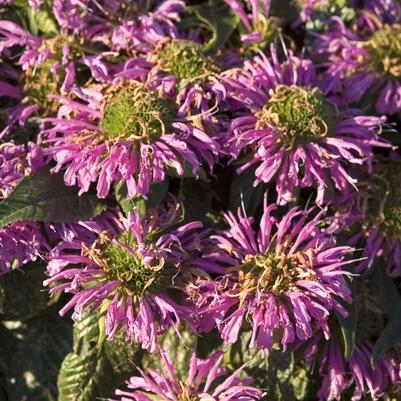 Monarda didyma Grand Parade™ PP19580