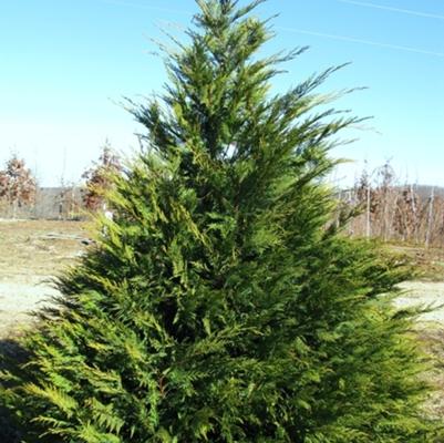 Cupressocyparis Leylandii 