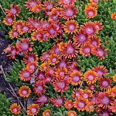 Delosperma Fire Spinner®