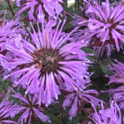 Monarda didyma Sugar Buzz® Blue Moon