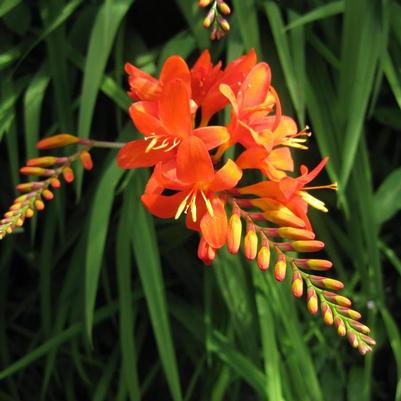 Crocosmia Jochem