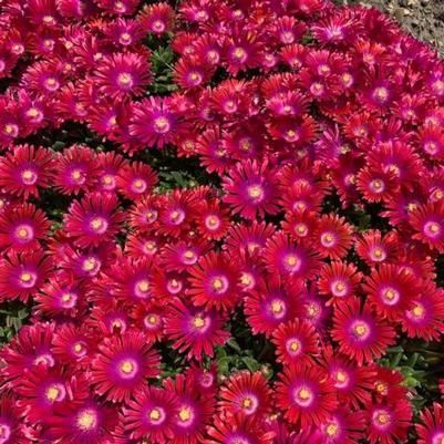 Delosperma Granita® Raspberry