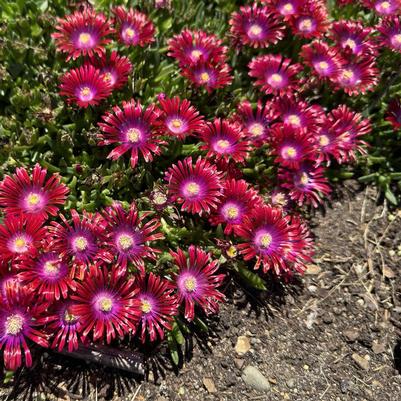 Delosperma Kaleidoscope™ Razzle Dazzle PPAF