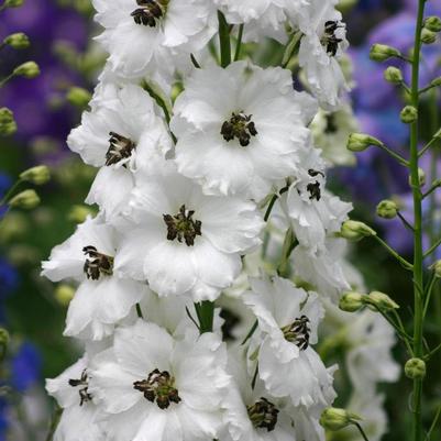 Delphinium New Zealand Black Eyed Angels