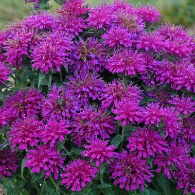 Monarda didyma Sugar Buzz® Grape Gumball