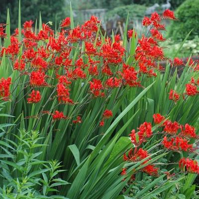 Crocosmia Lucifer