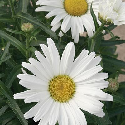 Leucanthemum Amazing Daisies® Daisy May