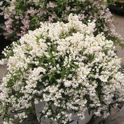 Deutzia Yuki Snowflake® PP25916