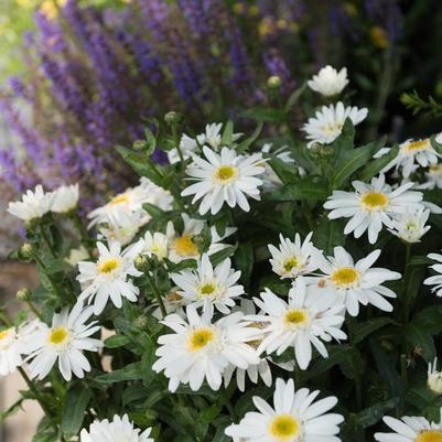 Leucanthemum Sweet Daisy Birdy