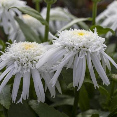 Leucanthemum x superbum Carpet Angel® PP22202