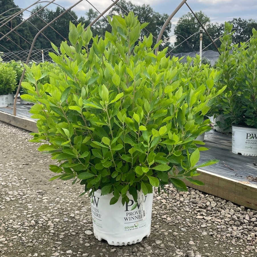 Clethra alnifolia Sugartina® Crystalina PP21561