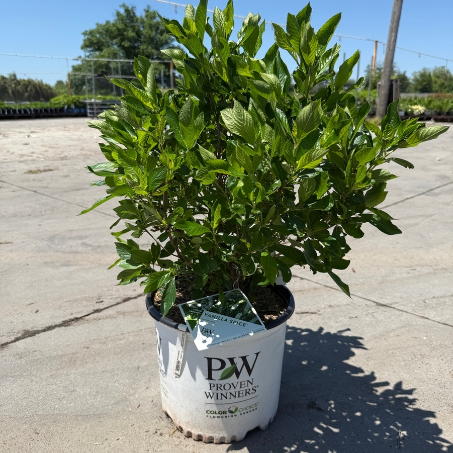 Clethra alnifolia Vanilla Spice®