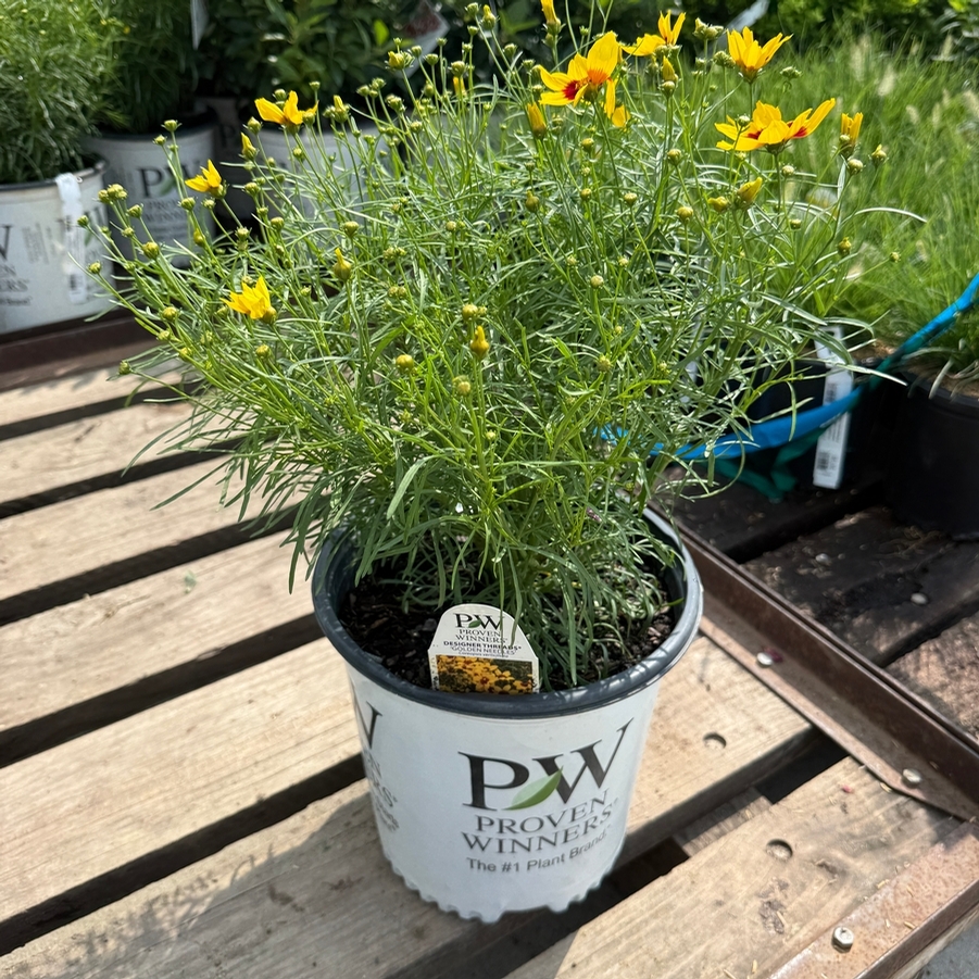 Coreopsis Designer Threads® Golden Needles
