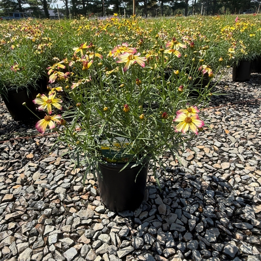 Coreopsis Fall Sensation Sunny Side