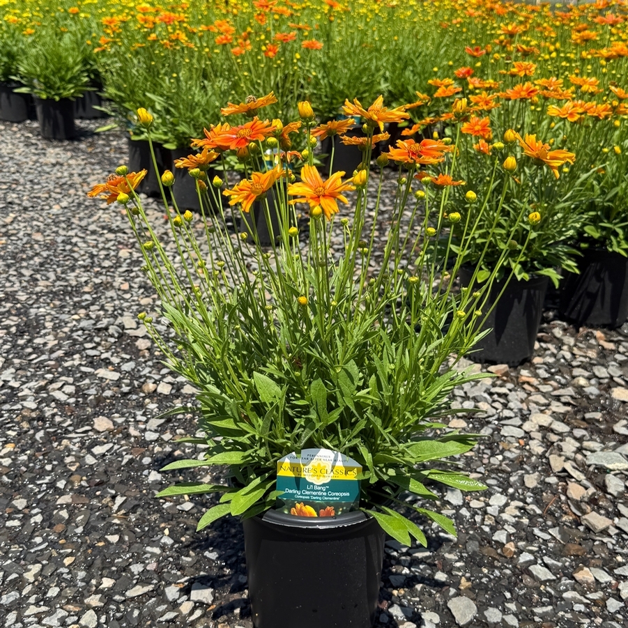 Coreopsis Li'l Bang™ Darling Clementine PP31843