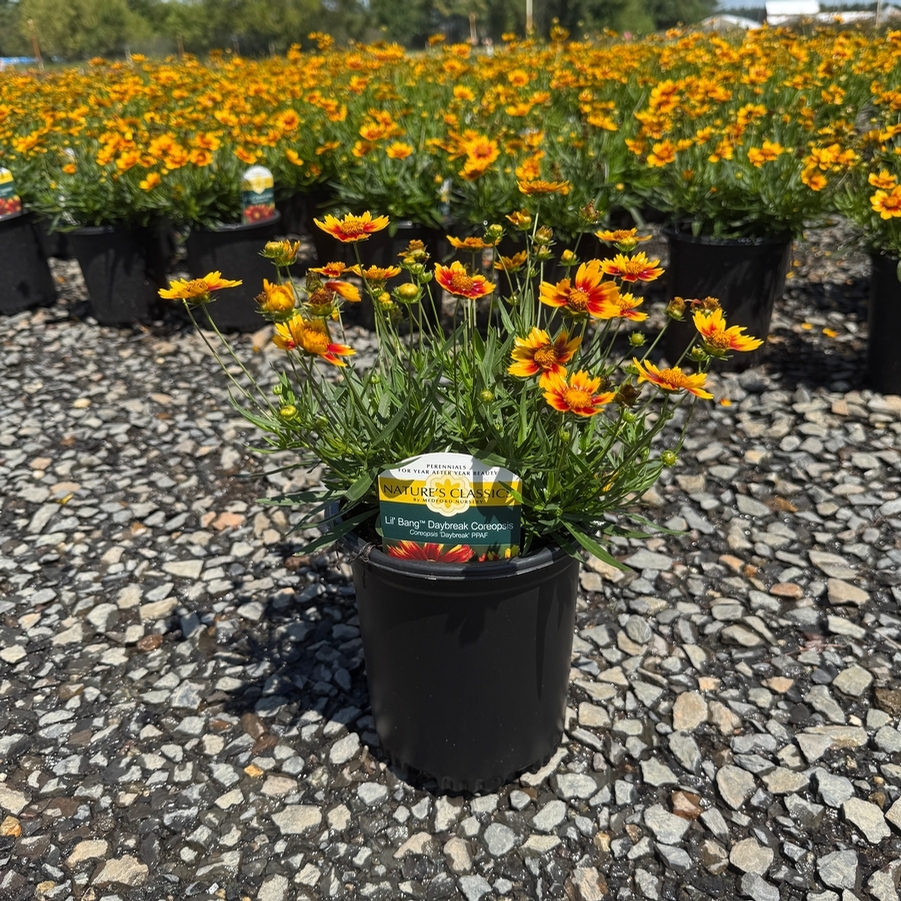 Coreopsis Li'l Bang™ Daybreak PPAF