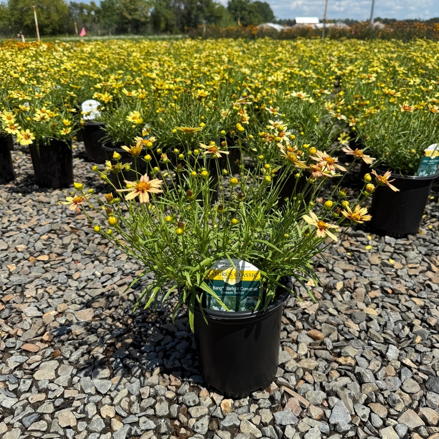 Coreopsis Li'l Bang™ Starlight PP28005