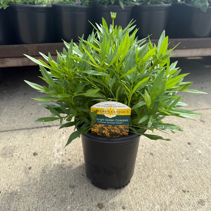 Coreopsis Sunbright Golden