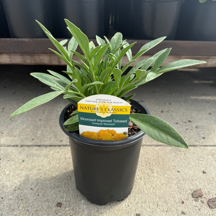 Coreopsis Moonswirl Improved