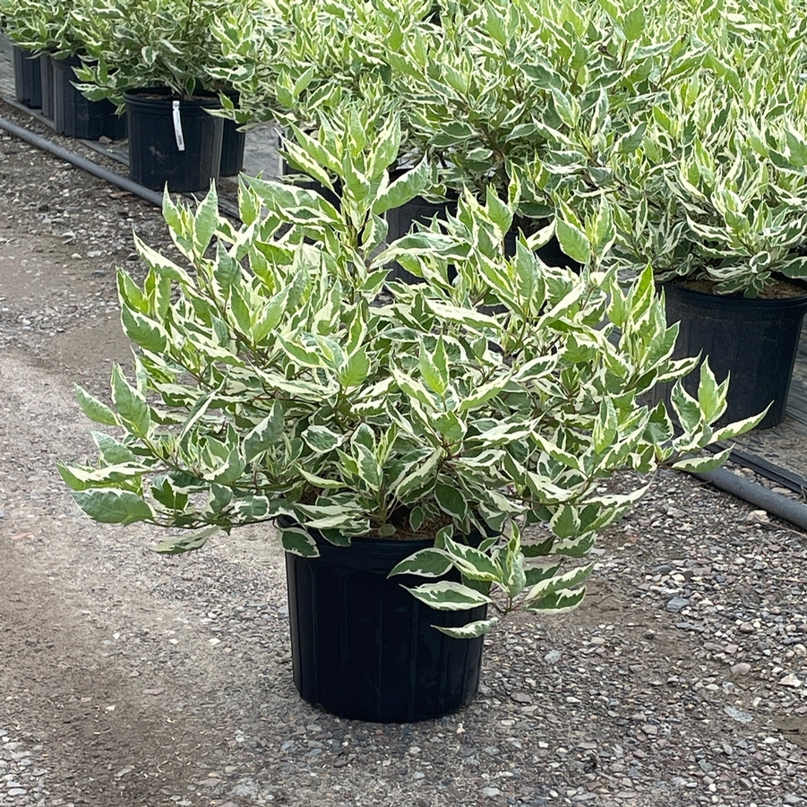 Cornus alba Ivory Halo®