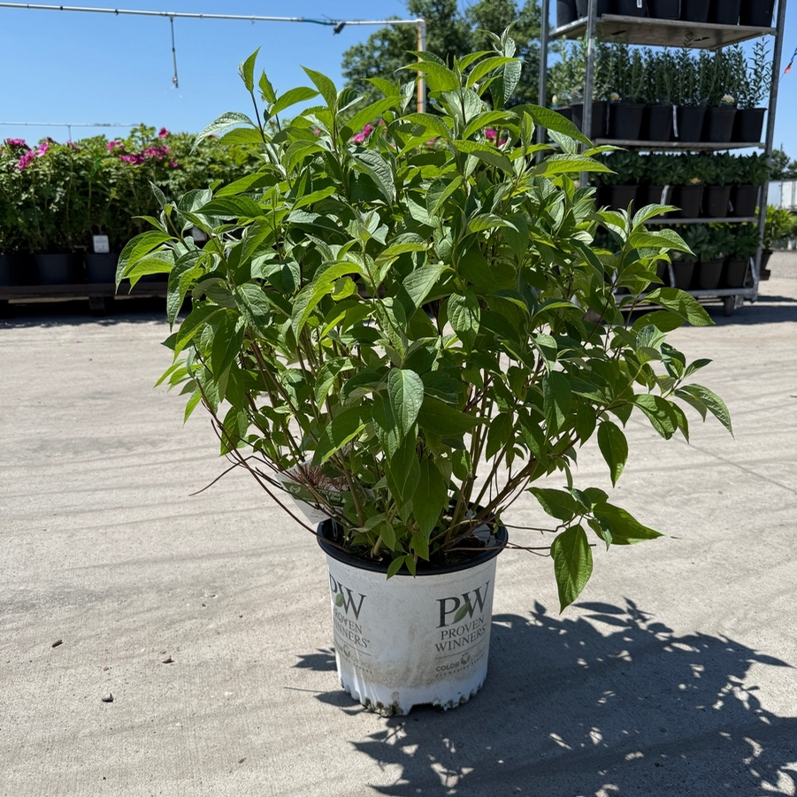 Cornus stolonifera Arctic Fire® Red PP18523