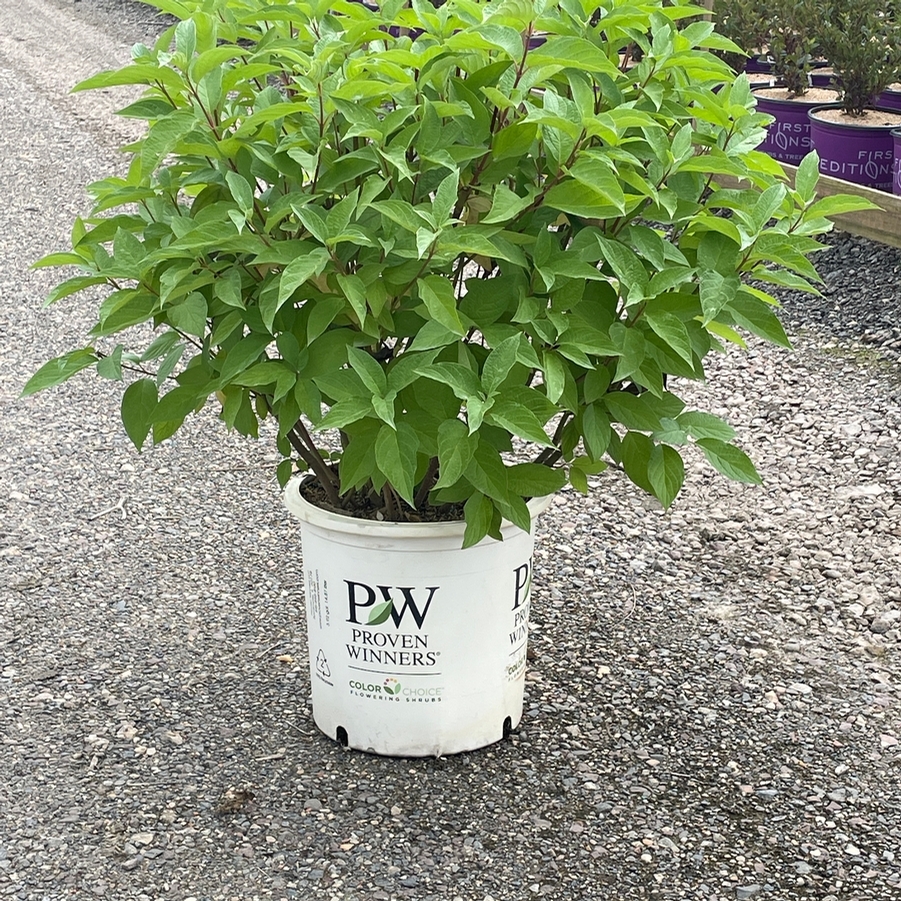 Cornus stolonifera Arctic Fire® Red PP18523
