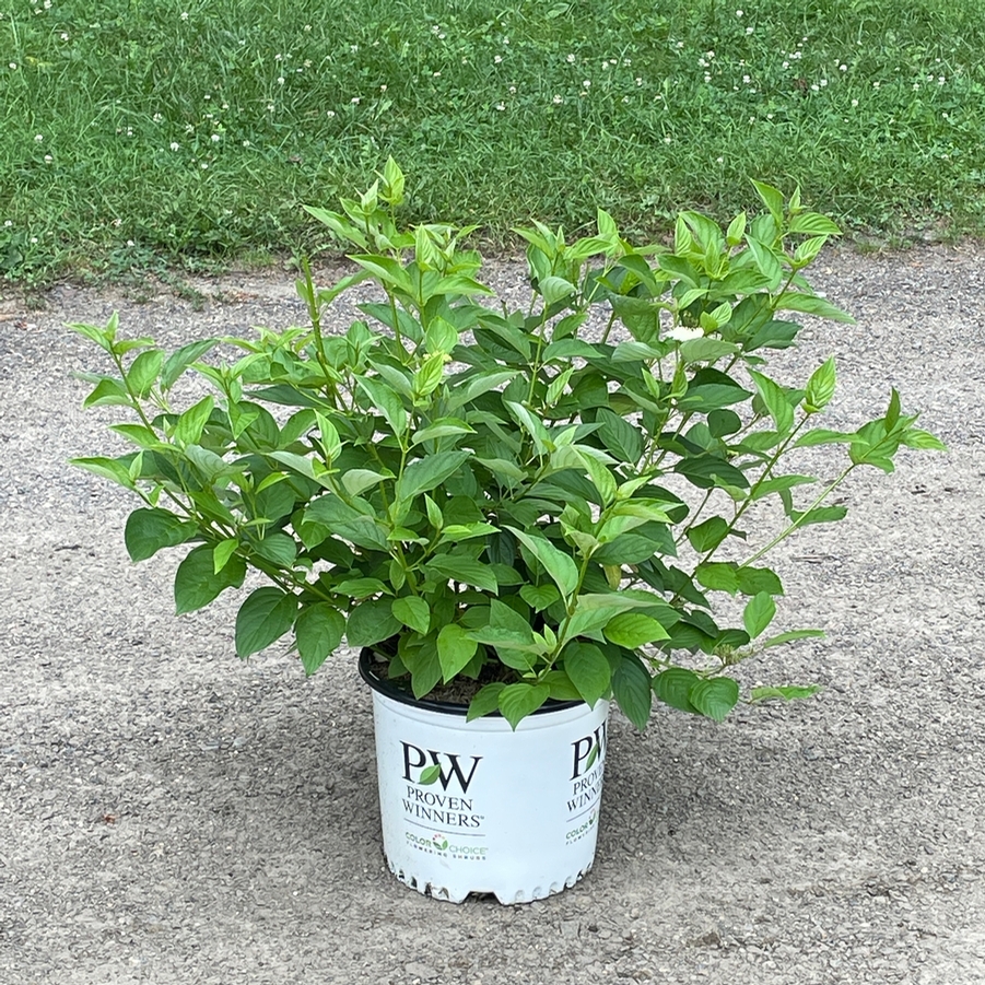Cornus stolonifera Arctic Fire® Yellow PP32351