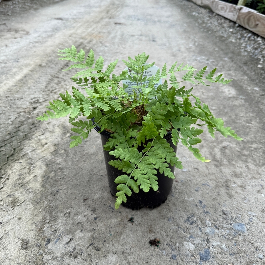 Osmunda cinnamomea
