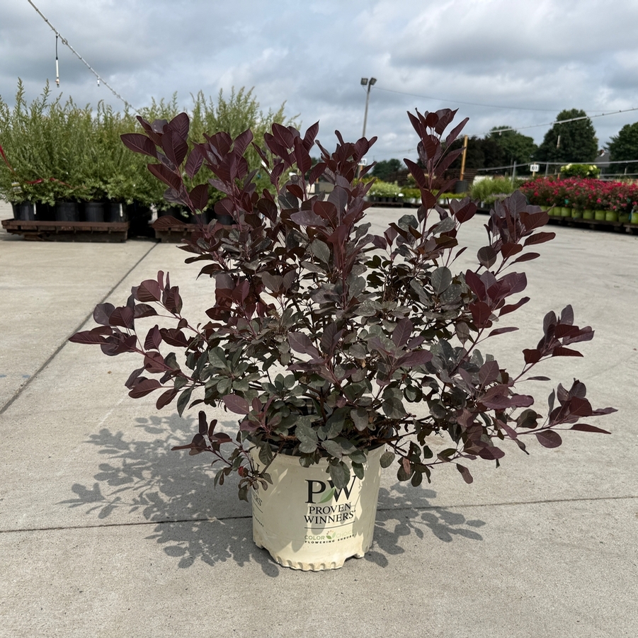 Cotinus coggygria Winecraft Black® PP30216