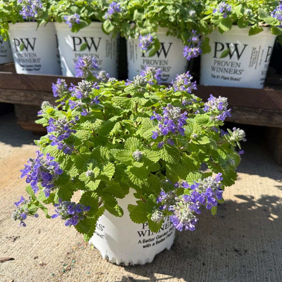 Nepeta Lemon Purrfection PP37243